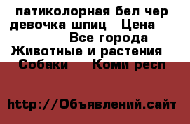 патиколорная бел/чер девочка шпиц › Цена ­ 15 000 - Все города Животные и растения » Собаки   . Коми респ.
